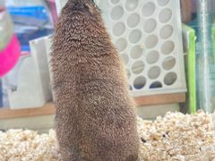 -唐小姐の猫狗洗护·购宠旗舰店(周浦万达店)