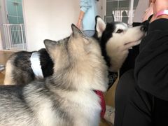 -Husky Go! 哈士奇体验馆·宠物咖啡厅狗咖