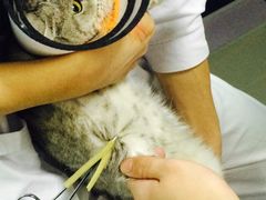 -中农大我爱我爱24h动物医院·中医针灸·猫专科·骨科医疗中心(双井店)