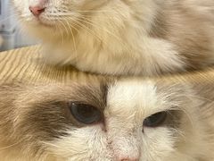 -楼上猫咖(罗湖店)