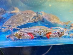 -四海蒸鲜蒸汽海鲜自助(北戴河店)