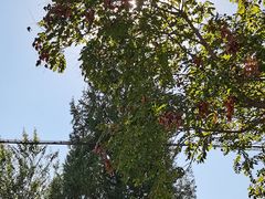 -北京西山国家森林公园