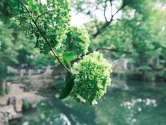 -惠山古镇·寄畅园