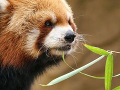 -vivo官方授权体验店(朝阳合生汇店)