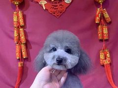 -悠尼宠物·独立低压伊珊娜洗护·美容·寄养(兰谷路店)