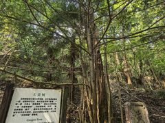-天目山大树王景区