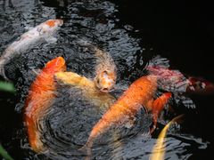 -上海大自然野生昆虫馆