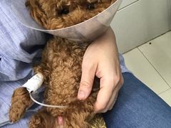 -康旭宠物医院(郑州总院)