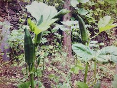 -南窖乡水峪村山情农家