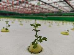 -兰陵国家农业公园