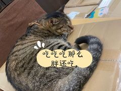 -猫的天空之城概念书店(杭州南宋御街店)