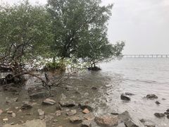 -宝安西湾红树林湿地公园
