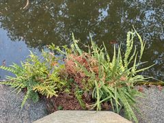 -杭州植物园