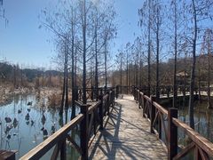 -同里国家湿地公园
