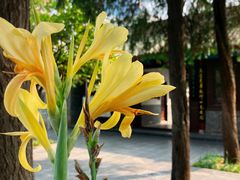 -万寿八仙宫