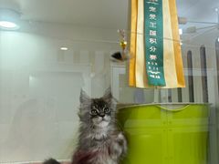 -青奢宠物·青奢猫舍