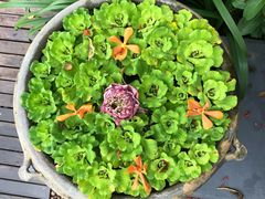 -四季酒店下午茶