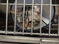 -瑞派康怡24h宠物医院·犬猫医疗中心·微创绝育(瑞景分院)