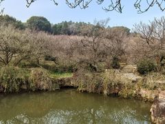 -香雪海