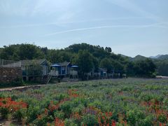 -紫海香堤香草艺术庄园