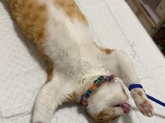 -灵美宠物诊所
