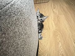 -美联众合动物医院(·中兽医·疑难杂症·严家桥分院)