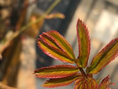 -首开·常青藤二期