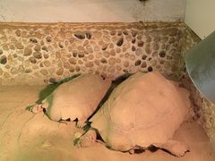 -上海大自然野生昆虫馆