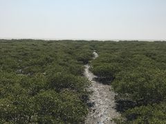 -北海金海湾红树林生态旅游区