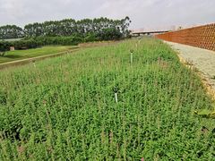 -迪茵湖田家舍生态农场
