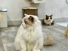 -楼上猫咖(罗湖店)