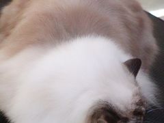 -momokira米努特·德文卷毛猫·棉花面纱犬
