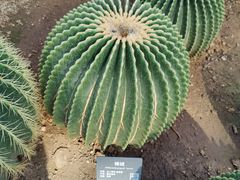 -北京植物园-展览温室