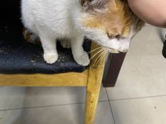 -余杨鸭鸭餐厅