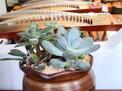 -乐悠琴馆·古琴古筝