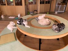 -CAT’S MEWSTAR CAFE·喵星球猫屋(晴湾咖啡店)