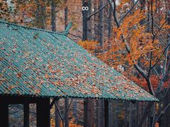 -上海共青森林公园