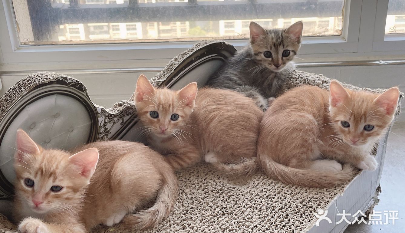 免费领养暹罗猫和橘猫串串小奶猫