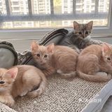 免费领养暹罗猫和橘猫串串小奶猫