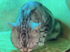 -猫猫幼稚园·撸猫·桌游·电玩