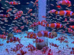 -海合安成都极地海洋公园