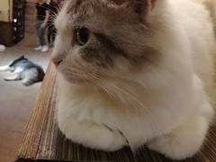 -more than meow吴止猫主题餐厅(承德 中船汇店)