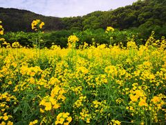 -苏州上方山国家森林公园