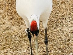-盐城丹顶鹤湿地生态旅游区
