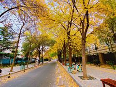 -三里屯东五街银杏大道