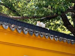 -西园寺素食(西园弄戒幢律寺店)