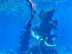 -涛·海底餐厅·美人鱼·自助餐·海底隧道(三亚海棠湾洲际度假酒店)