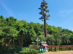 -野狸岛