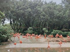 -广州长隆飞鸟乐园