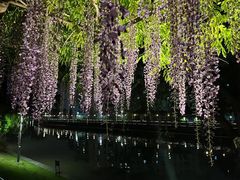 -嘉定紫藤园